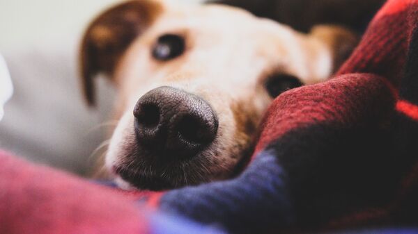 La nariz de un perro (imagen referencial) - Sputnik Mundo