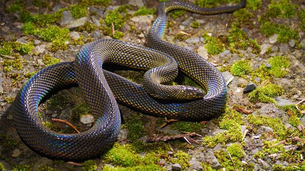 Serpiente Achalinus - Sputnik Mundo