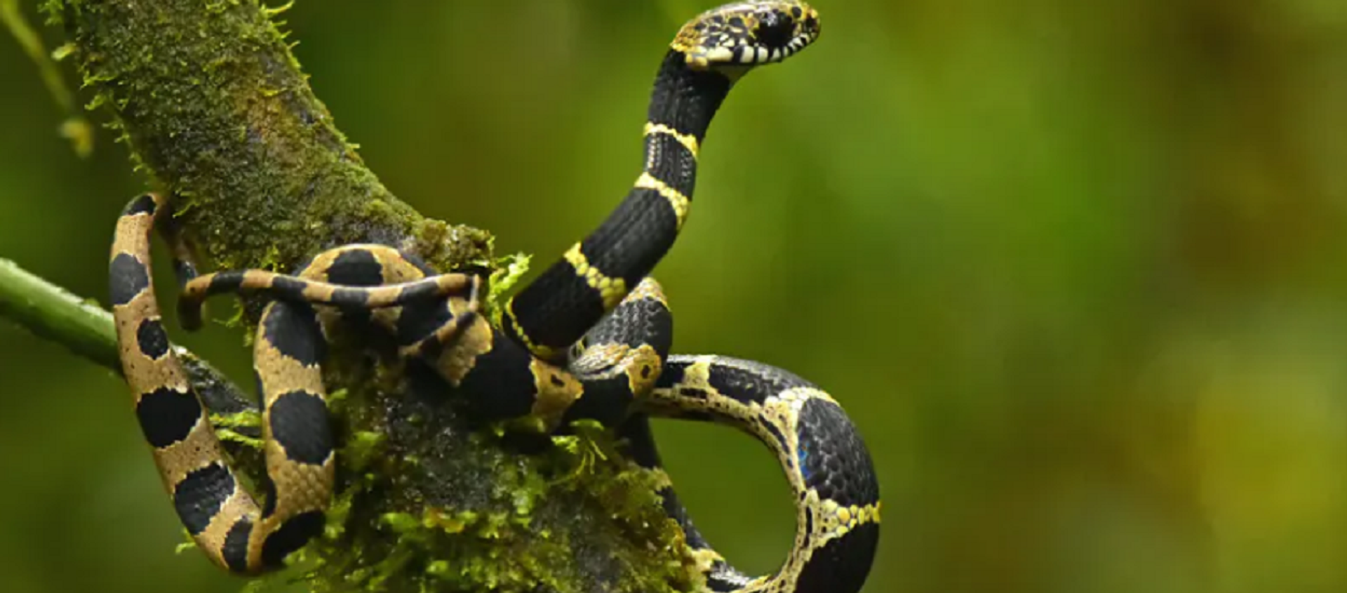 Una nueva especie de víbora hallada en Zongo, Bolivia - Sputnik Mundo, 1920, 16.12.2020