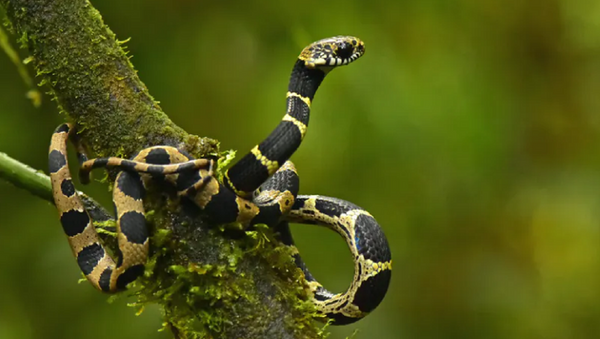 Una nueva especie de víbora hallada en Zongo, Bolivia - Sputnik Mundo