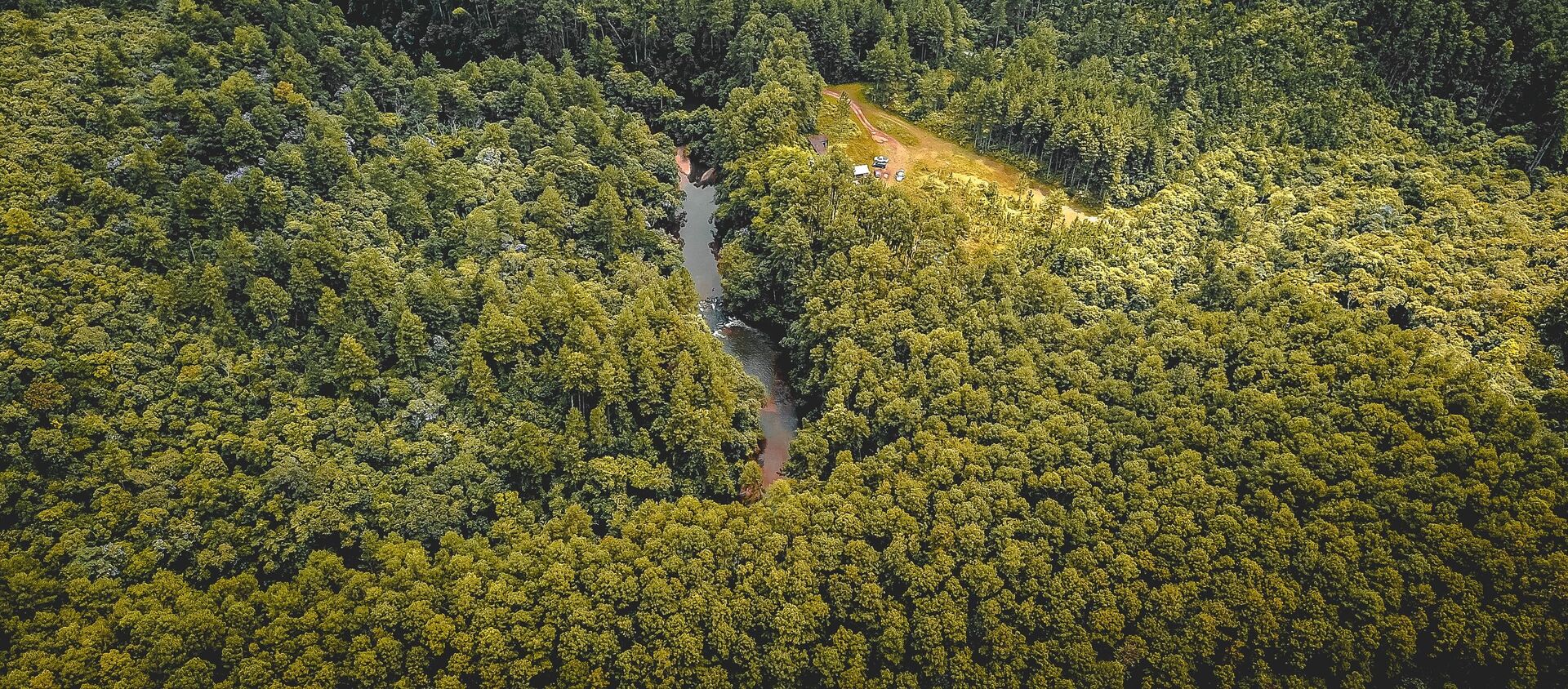 Un bosque en el sureste de Brazil (archivo) - Sputnik Mundo, 1920, 19.12.2020