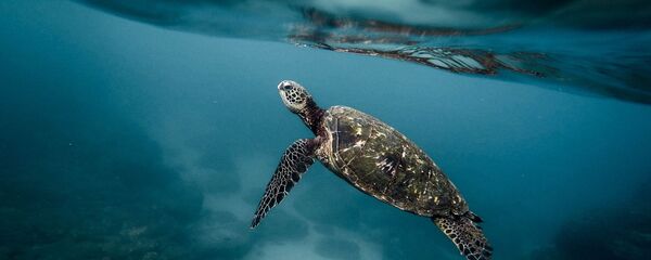 Una tortuga marina (imagen referencial) - Sputnik Mundo