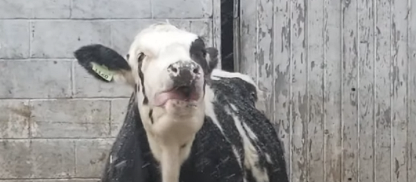 ¡Vaya frescura! Una vaca disfruta de su primera nevada - Sputnik Mundo