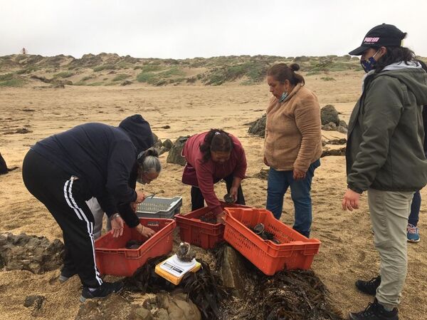 Mujeres changas en labores de recolección  - Sputnik Mundo