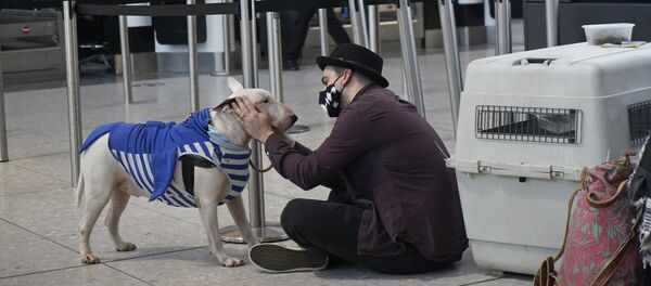 Así es la situación en el Reino Unido: colas e incertidumbre

 - Sputnik Mundo