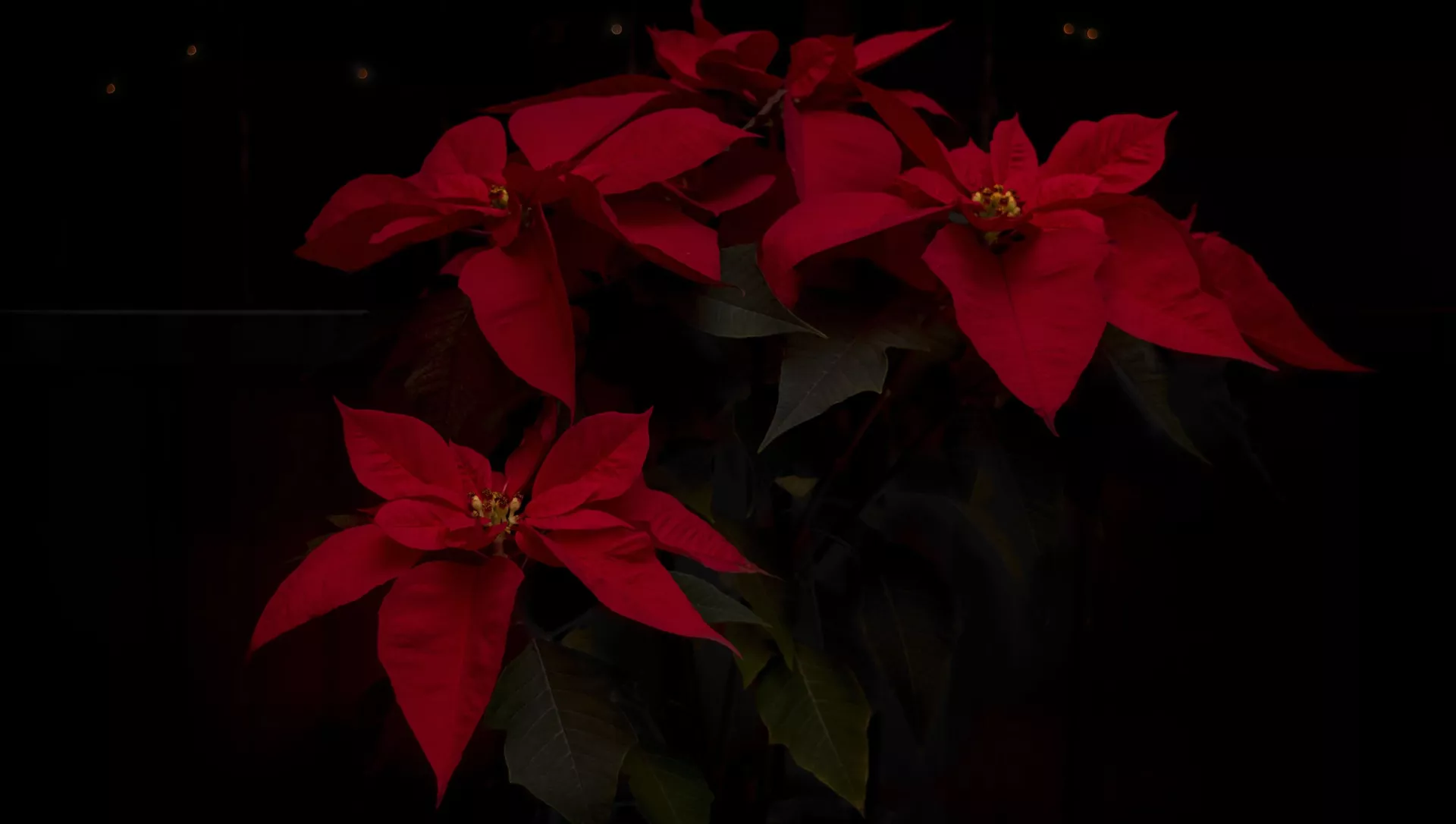 La flor de Nochebuena