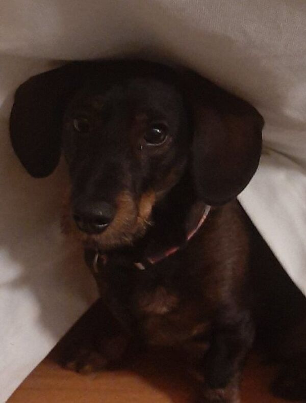 Nico, 7 años - Sputnik Mundo