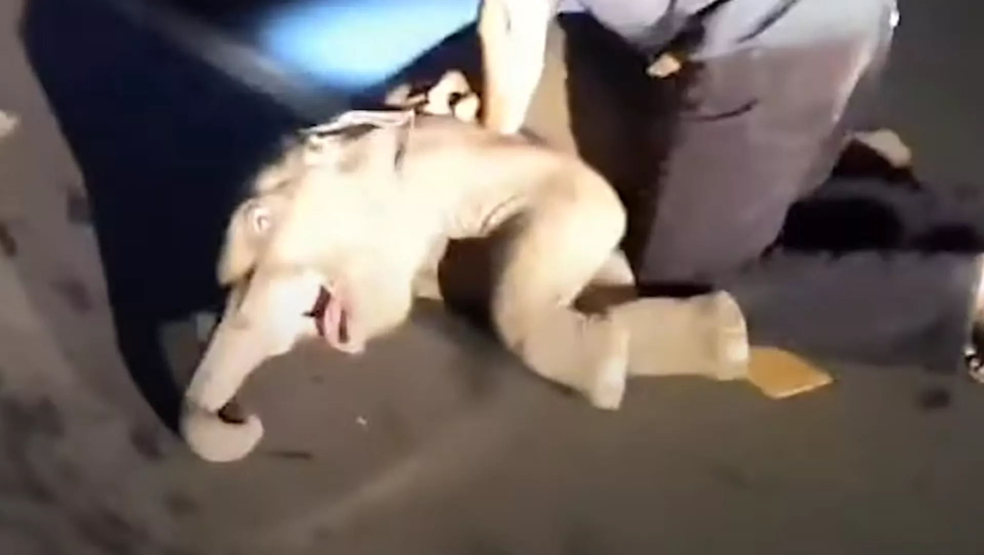El increíble momento en el que un hombre reanima a un bebé elefante