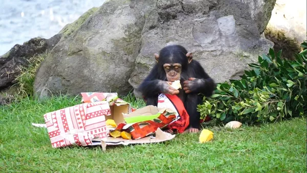 Los animales de un zoo de España disfrutan de los regalos de Papá Noel Los animales de un zoo de España disfrutan de los regalos de Papá Noel - Sputnik Mundo