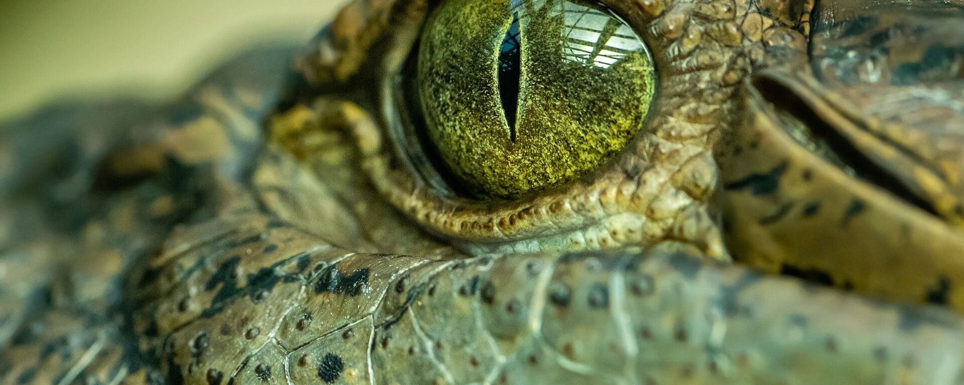 Ojo de un cocodrilo (imagen referencial) - Sputnik Mundo, 1920, 25.12.2020