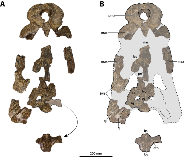Fragmentos del cráneo de 'Paludirex vincenti' - Sputnik Mundo