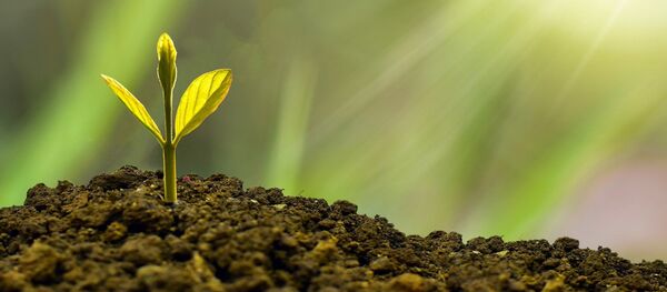 Un tallo de una planta (imagen referencial) - Sputnik Mundo