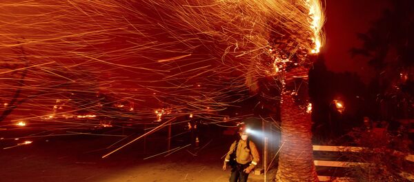 Пожарный проходит мимо горящего дерева во время тушения пожара в общине Сильверадо в Калифорнии - Sputnik Mundo
