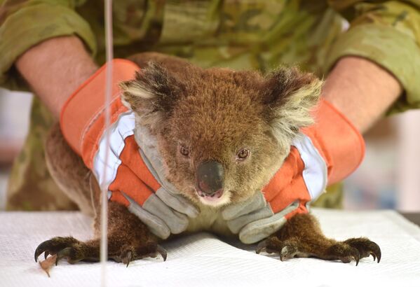 En enero Australia también sufrió incendios de una envergadura sin precedentes. El fuego y la sequía destruyeron la mitad de las áreas verdes. Más de 1.000 millones de animales murieron. En la foto: un koala afectado por los incendios forestales recibe tratamiento en un parque de vida silvestre en la isla Canguro. - Sputnik Mundo