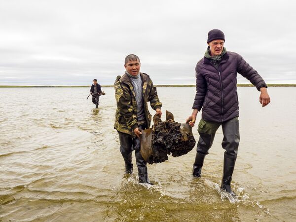 En la península de Yamal, en el territorio del distrito de Yamalia-Nenetsia, Rusia, fue descubierto el esqueleto de un mamut casi entero. El valor de este hallazgo radica en que han sido bien conservados los fragmentos de los ligamentos y tejidos blandos. Según los científicos, ayudarán a responder por qué desaparecieron los mamuts y decenas de animales. - Sputnik Mundo