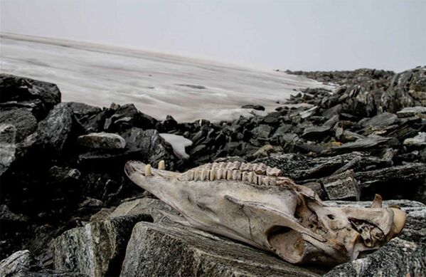 En Noruega el derretimiento del glaciar Lendbreen reveló al mundo unos antiguos artefactos de los vikingos de 1.500 años. Entre los hallazgos estaba el cráneo de un caballo que ayudaba a transportar cargas a través de un paso, que se utilizaba por los comerciantes y viajeros entre los siglos 3 y 14 d.C., y, más tarde, después de la epidemia de peste de los años 1300, fue abandonado. - Sputnik Mundo