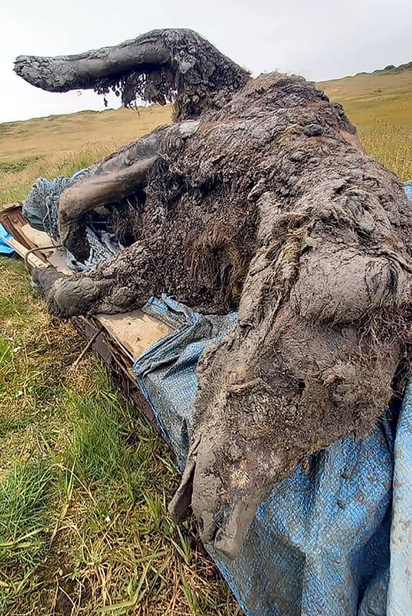 En el territorio de las islas de Liajov, en Yakutia, los pastores de renos encontraron en el 'permafrost' un cadáver del extinto oso de las cavernas, cuya edad puede ser de hasta 39.000 años. Este hallazgo es único: por primera vez, los científicos localizaron un cadáver casi entero, que incluso conserva órganos internos. - Sputnik Mundo