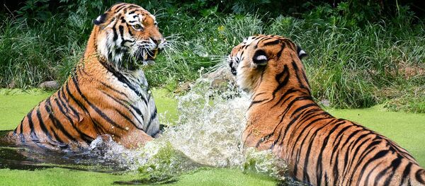 Tigres en el agua - Sputnik Mundo