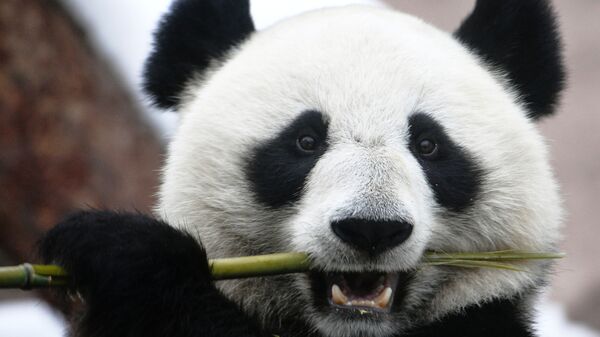 Un panda de un zoológico ruso - Sputnik Mundo