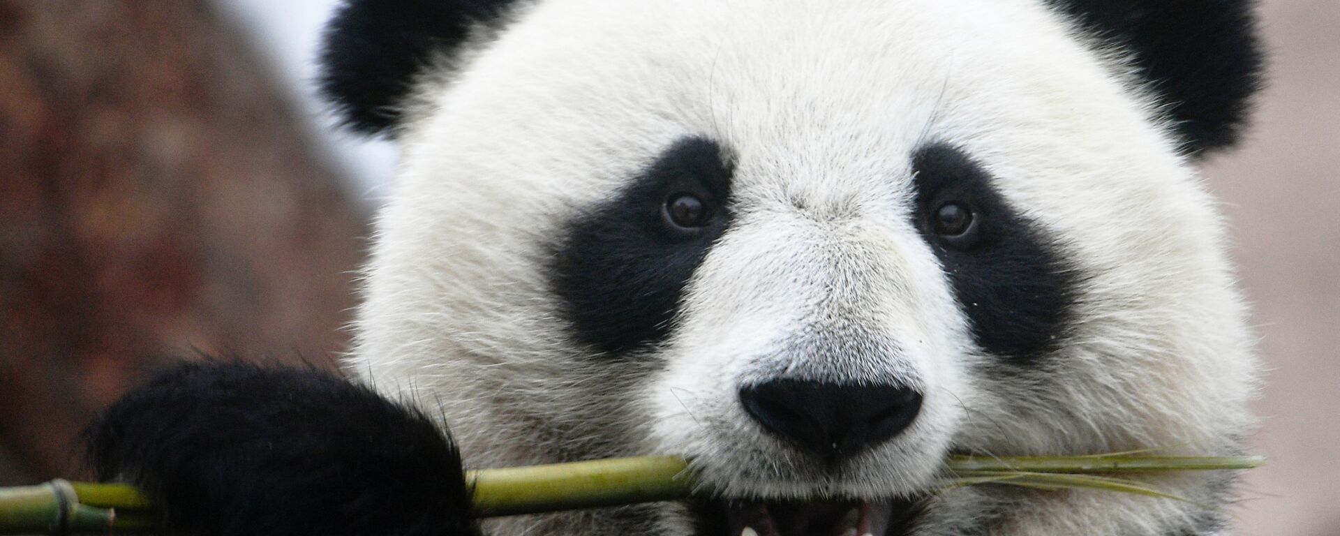 Un panda de un zoológico ruso - Sputnik Mundo, 1920, 09.07.2021