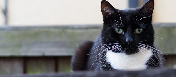 Un gato (foto referencial) - Sputnik Mundo