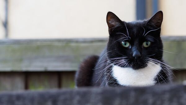 Un gato (foto referencial) - Sputnik Mundo