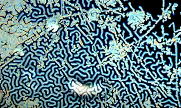 Formación bajo microscopio de laberinto vidrioso por cambio de temperatura - Sputnik Mundo