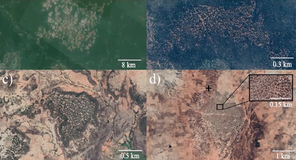 Patrones de distintos bosques (vista satelital). En recuadro, vegetación laberinto en Níger - Sputnik Mundo