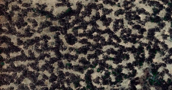 Detalle de laberinto en vegetación, en Níger - Sputnik Mundo