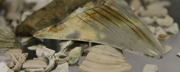 El diente fosilizado de un megalodón - Sputnik Mundo