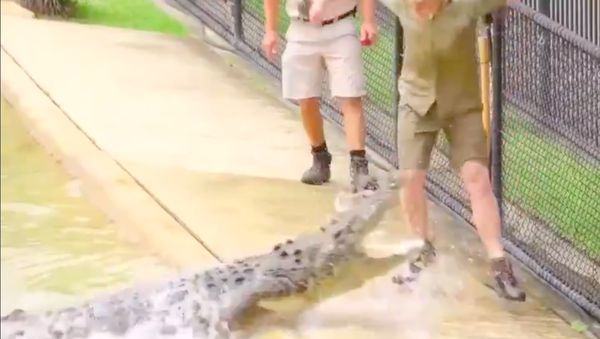 Robert Irwin, hijo de Steve Irwin, escapa del ataque de un cocodrilo Robert Irwin, hijo de Steve Irwin, escapa del ataque de un cocodrilo - Sputnik Mundo