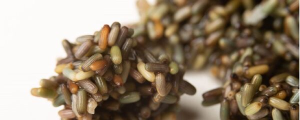 Arroz marino cultivado en España - Sputnik Mundo