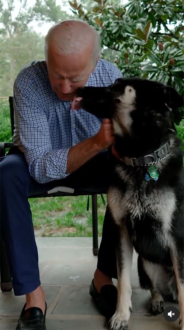 Joe Biden pronto dejará de ser el presidente electo para convertirse en inquilino legítimo de la Casa Blanca. Las mascotas Champ y Major se mudarán a la residencia de los presidentes estadounidenses junto a él y su familia. Este último es el primer perro presidencial en la historia de EEUU que fue adoptado de un refugio.En la foto: el presidente electo de Estados Unidos, Joe Biden, y su perro Major.  - Sputnik Mundo