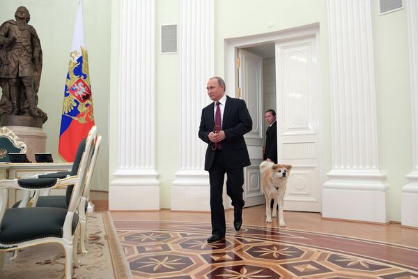 El presidente ruso, Vladímir Putin, es un gran aficionado a los perros. Por lo tanto, no es sorprendente que los políticos extranjeros a menudo le regalen cachorros. Ahora hay varios perros viviendo en la residencia presidencial a la vez.En la foto: Vladímir Putin con su perro de raza Akita Inu, Yume, presentado por Norihisa Satake, gobernador de la prefectura de Akita en Japón, antes de una entrevista con periodistas japoneses en el Kremlin, 2016.   - Sputnik Mundo