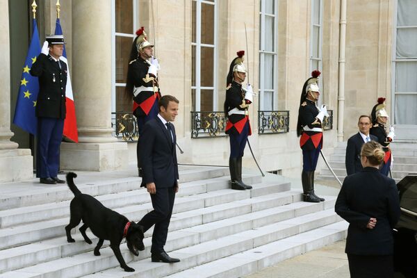 El primer perro de Francia, Nemo, es un mestizo de un labrador y un Grifón de Bruselas, y fue llamado así en honor al héroe de la novela de Julio Verne. También llegó a la familia del jefe de Estado desde un refugio. Más tarde, el perro protagonizó un vídeo en apoyo de los animales sin hogar. Allí 'contó' su historia, y el presidente Macron la publicó en las redes sociales.En la foto: Emmanuel Macron acompañado por Nemo en las escaleras del palacio del Elíseo en París, 2017.  - Sputnik Mundo