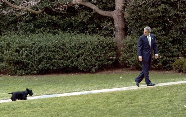 De 2001 a 2009, George W. Bush fue presidente de Estados Unidos. Durante este tiempo, los dos terriers escoceses del presidente, Barney y miss Beazley, se convirtieron en los favoritos de América.En la foto: el presidente de Estados Unidos, George W. Bush, con su terrier Barney dirigiéndose a la Oficina Oval de la Casa Blanca, 2003.   - Sputnik Mundo