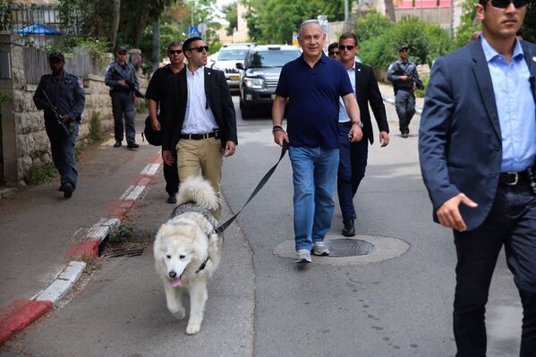 La perra del primer ministro israelí, Benjamin Netanyahu, Kaiya, fue adoptada de un orfanato hace diez años por su hijo menor, Avner, y se ha ganado el corazón de los israelíes. Sin embargo, en el 2015, Kaiya causó un desafortunado incidente al morder a dos invitados de alto rango del primer ministro que estaban en la ceremonia de encendido de las velas de Jánuca. Cuando murió en el invierno de 2018, un miembro de la familia Netanyahu fue citado por la prensa diciendo que lo hizo muy oportunamente, de lo contrario ella también habría sido acusada de corrupción. - Sputnik Mundo