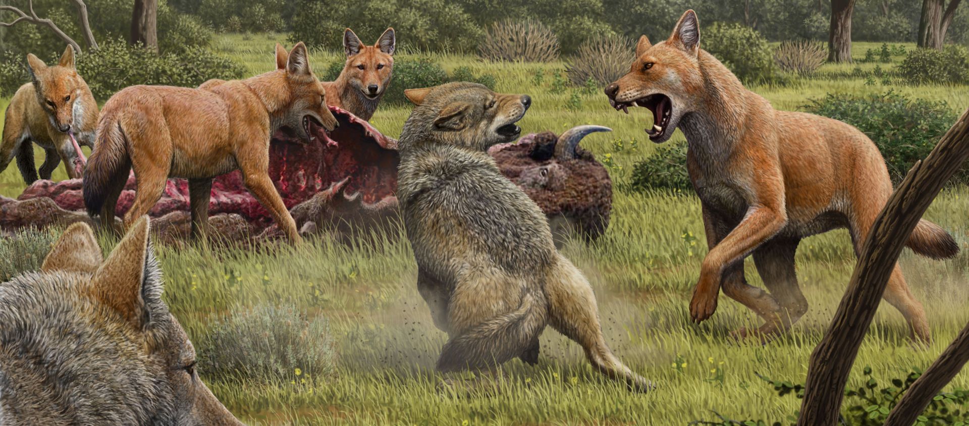 Una manada de lobos terribles (Canis dirus) se alimenta mientras que unos lobos grises se acercan para compartir la comida Una manada de lobos terribles (Canis dirus) se alimenta mientras que unos lobos grises se acercan para compartir la comida - Sputnik Mundo, 1920, 15.01.2021