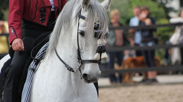 caballo andaluz PRE - Sputnik Mundo