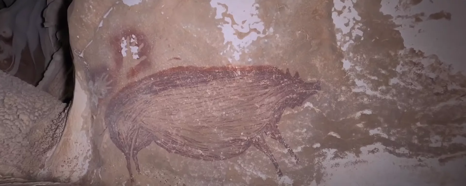 Una pintura del jabalí encontrada en una cueva indonesia Una pintura del jabalí encontrada en una cueva indonesia - Sputnik Mundo, 1920, 16.01.2021
