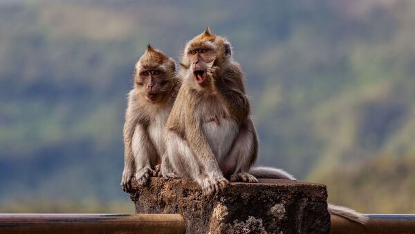 Dos macacos - Sputnik Mundo