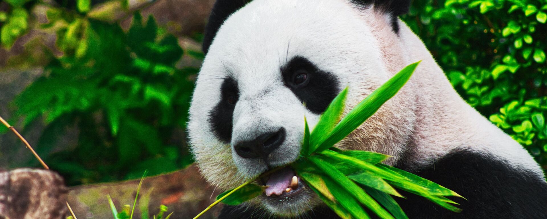 Un oso panda (archivo) Un oso panda (archivo) - Sputnik Mundo, 1920, 17.01.2021