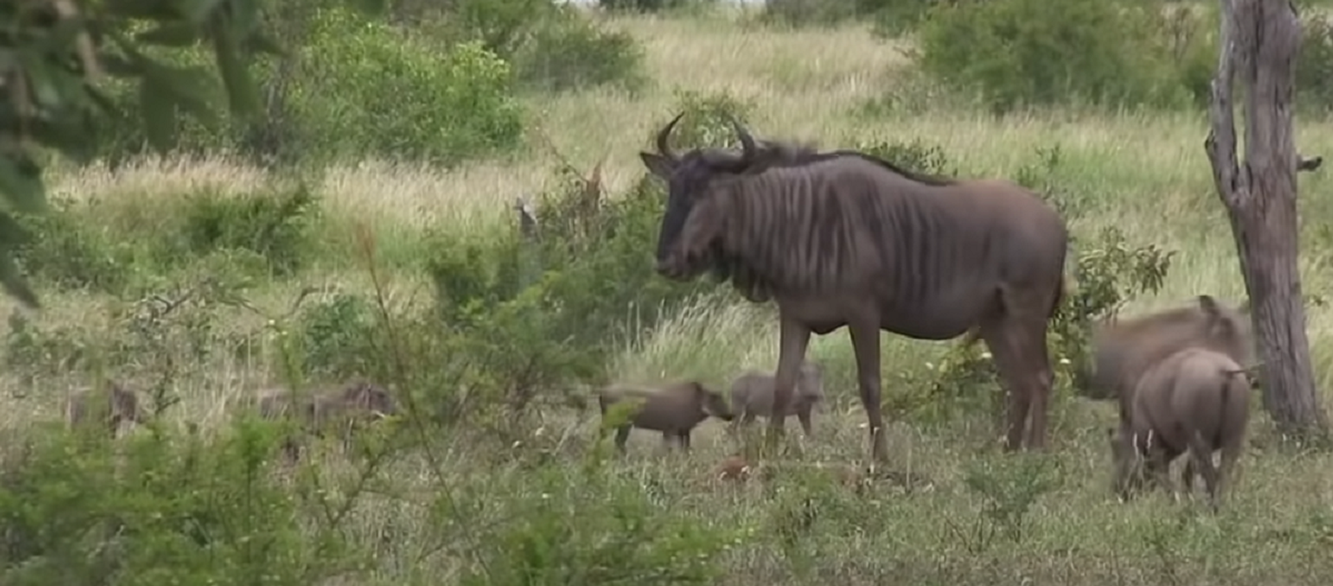 Un ñu intenta salvar a su cría herida de un leopardo, pero unos jabalíes le arruinan los planes  - Sputnik Mundo, 1920, 21.01.2021
