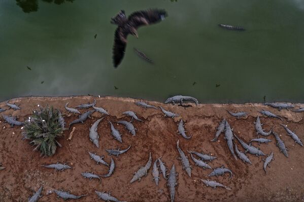 Decenas de cocodrilos en una granja abandonada en el valle del río Jordán, cerca del pueblo israelí de Petzael. - Sputnik Mundo