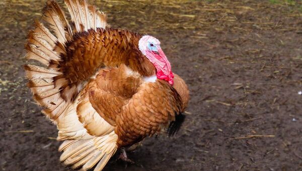Un pavo (imagen referencial) - Sputnik Mundo
