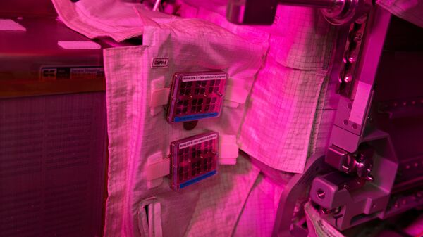 El experimento MatISS, a bordo de la Estación Espacial Internacional - Sputnik Mundo