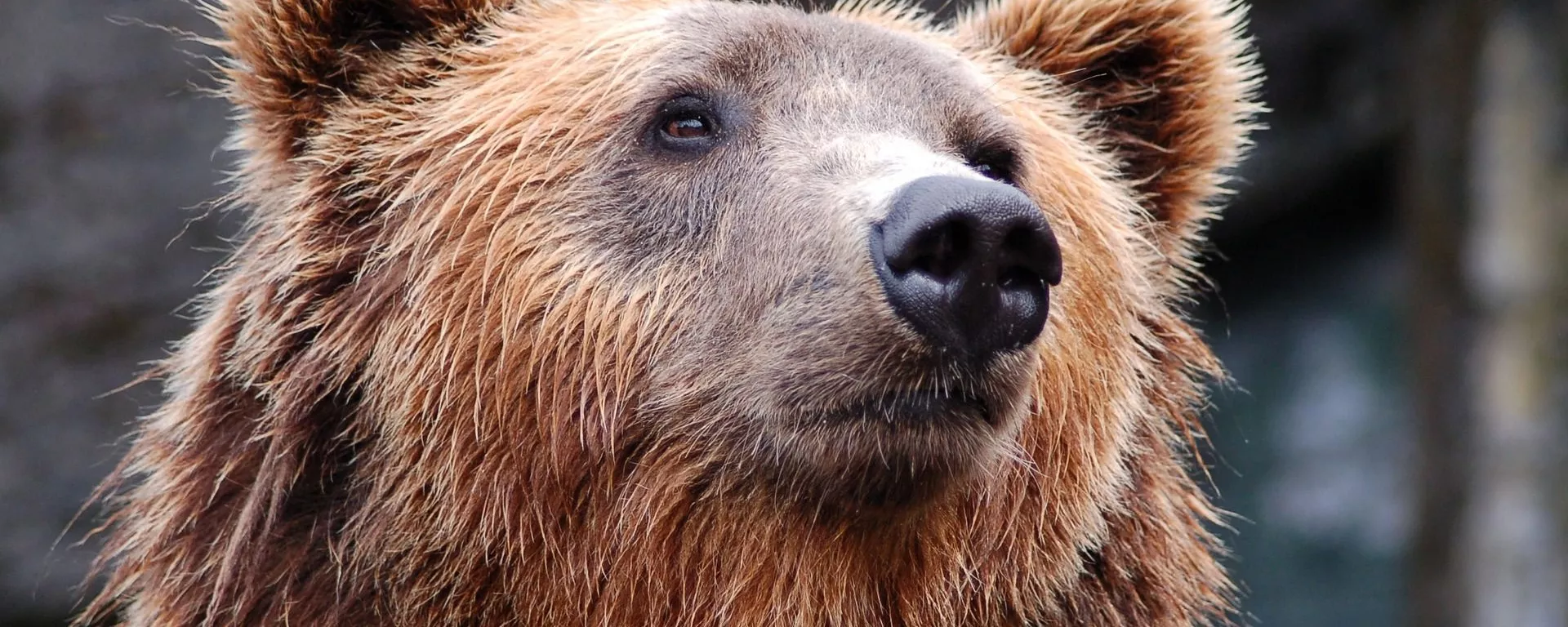 Un oso (archivo) Un oso (archivo) - Sputnik Mundo, 1920, 26.01.2021