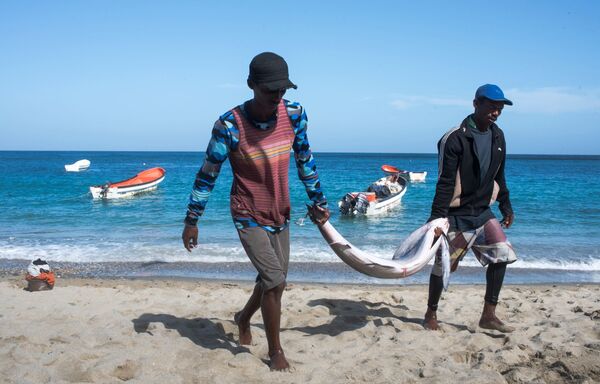 El pez león en la costa de Chichiriviche de la Costa, Venezuela - Sputnik Mundo