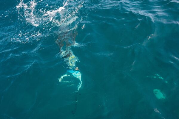 El pez león en la costa de Chichiriviche de la Costa, Venezuela - Sputnik Mundo
