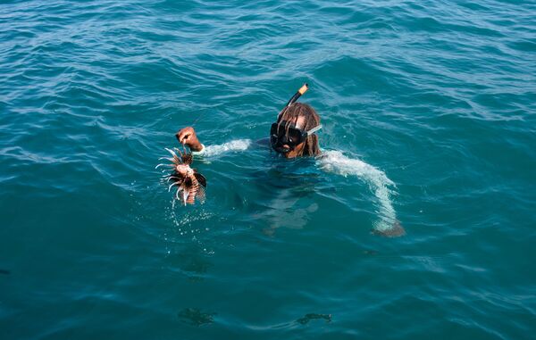 El pez león en la costa de Chichiriviche de la Costa, Venezuela - Sputnik Mundo